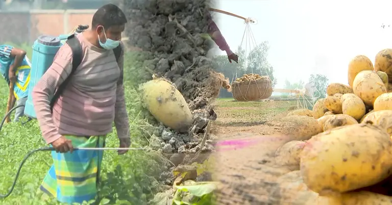 বগুড়ার  আলু চাষিরা